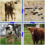 Whats the Word Cattle