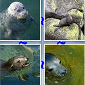 Whats the Word Seal