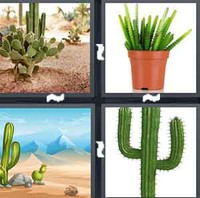 4 Pics 1 Word Levels Cactus
