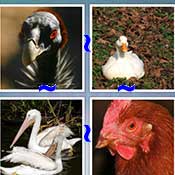 Whats the Word Fowl