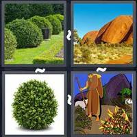 4 Pics 1 Word Bush