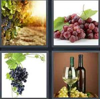 4 Pics 1 Word Levels Grape