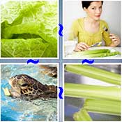 Whats the Word Celery