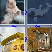 Whats the Word Tail
