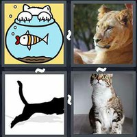 4 Pics 1 Word Levels Feline