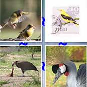 Whats the Word Bird