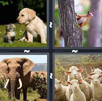 4 Pics 1 Word Levels Animal