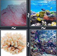 4 Pics 1 Word Levels Coral
