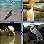Whats the Word Heron