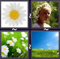 4 Pics 1 Word Levels Daisy