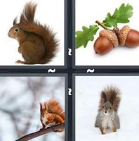 4 Pics 1 Word Levels Squirrel
