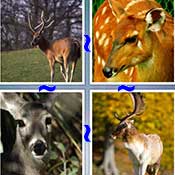 Whats the Word Deer
