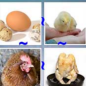 Whats the Word Hen