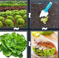 4 Pics 1 Word Levels Lettuce