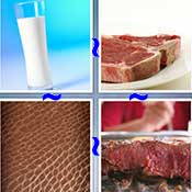 Whats the Word Cow