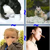 Whats the Word Nose