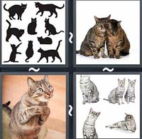 4 Pics 1 Word Levels Cats