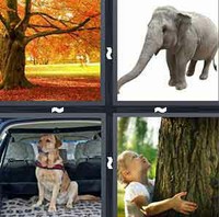 4 Pics 1 Word Levels Trunk