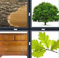 4 Pics 1 Word Oak