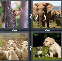 4 Pics 1 Word Levels Animal