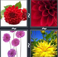 4 Pics 1 Word Levels Dahlia