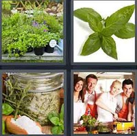 4 Pics 1 Word Herb