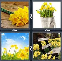4 Pics 1 Word Levels Daffodil