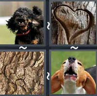 4 Pics 1 Word Levels Bark