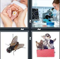 4 Pics 1 Word Levels Tiny