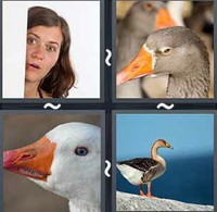 4 Pics 1 Word Levels Gander