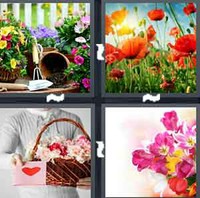 4 Pics 1 Word Levels Flowers