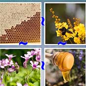 Whats the Word Bee
