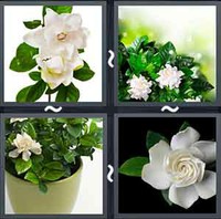 4 Pics 1 Word Levels Gardenia