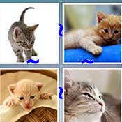 Whats the Word Kitten