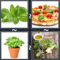 4 Pics 1 Word Levels Basil