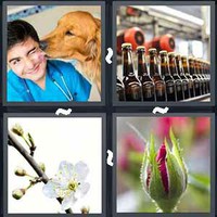 4 Pics 1 Word Bud