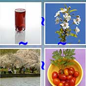 Whats the Word Cherry