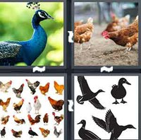 4 Pics 1 Word Fowl