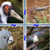 Whats the Word Beak