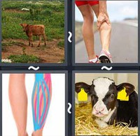 4 Pics 1 Word Levels Calf