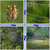 Whats the Word Cobweb