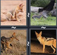 4 Pics 1 Word Levels Jackal