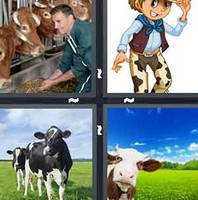 4 Pics 1 Word Levels Cow