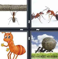 4 Pics 1 Word Levels Ant