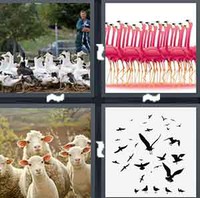 4 Pics 1 Word Levels Flock
