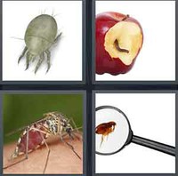 4 Pics 1 Word Parasite