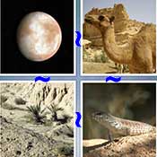 Whats the Word Desert