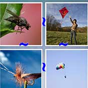 Whats the Word Fly