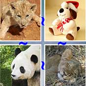 Whats the Word Cub