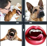 4 Pics 1 Word Canine